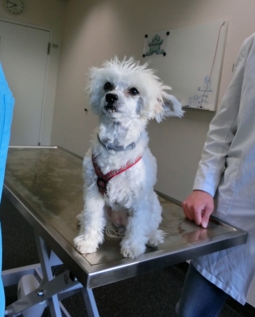Hund sitzt auf Untersuchungstisch beim Tierarzt