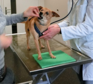 Hund beim TIerarzt erhält ein Leckerli während er untersucht wird
